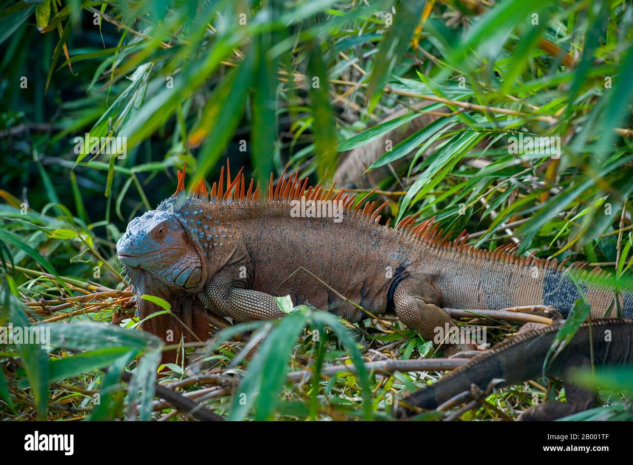A male Green iguana (Iguana iguana) with colorful breeding colors in the rainforest near the Arenal Volcano in Costa Rica. Stock Photo