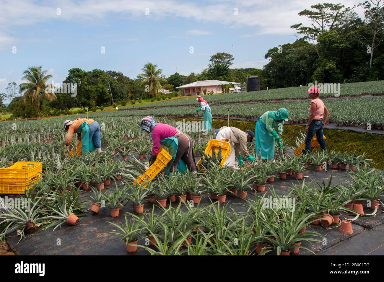 Workers in a pineapple field at the Finca Corsicana in Costa Rica, a pineapple farm owned by a Texas company, Collin Street Bakery. Stock Photo
