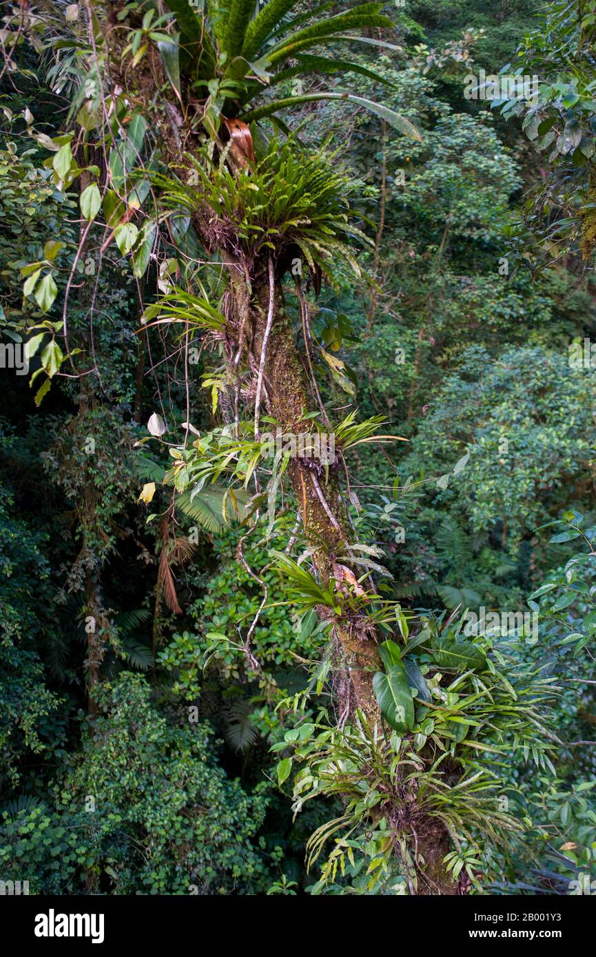 View of trees covered with epiphytes and bromeliads in the rainforest near the Arenal Volcano in Costa Rica. Stock Photo