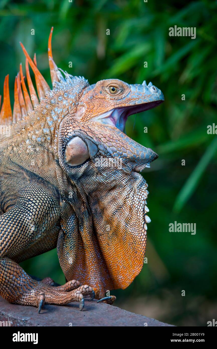 A male Green iguana (Iguana iguana) with colorful breeding colors in the rainforest near the Arenal Volcano in Costa Rica. Stock Photo