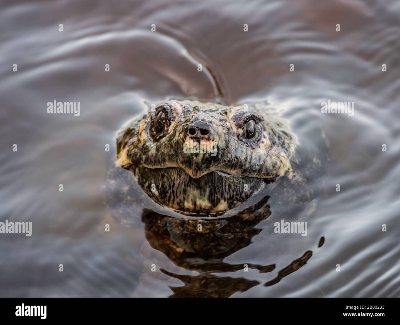 Snapping Turtle Stares At Camera while popping head above surface Stock Photo