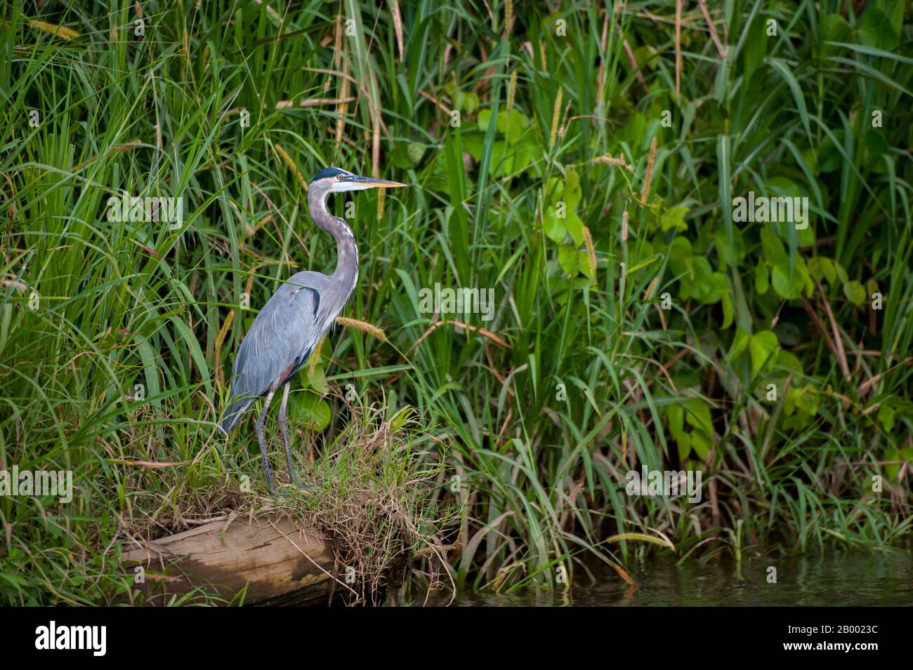 A Great blue heron (Ardea herodias) perched along the shore of the Tárcoles River, also called the Grande de Tárcoles River or the Río Grande de Tarco Stock Photo