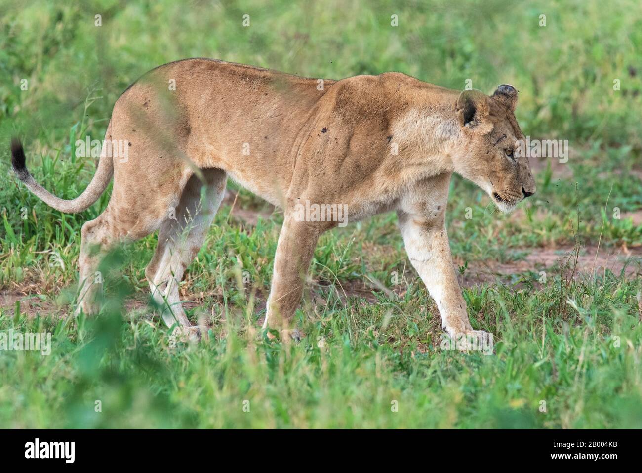 Lazy Lioness resting on this dead tree in the Serengeti Stock Photo