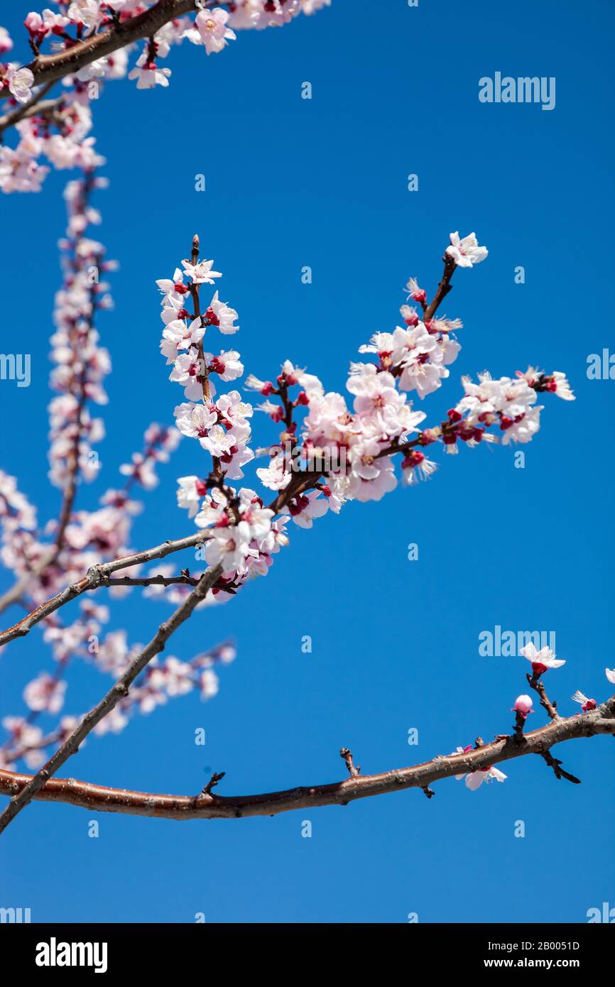 Pink blossom sakura flowers on a spring day in Japan., Beautiful ...