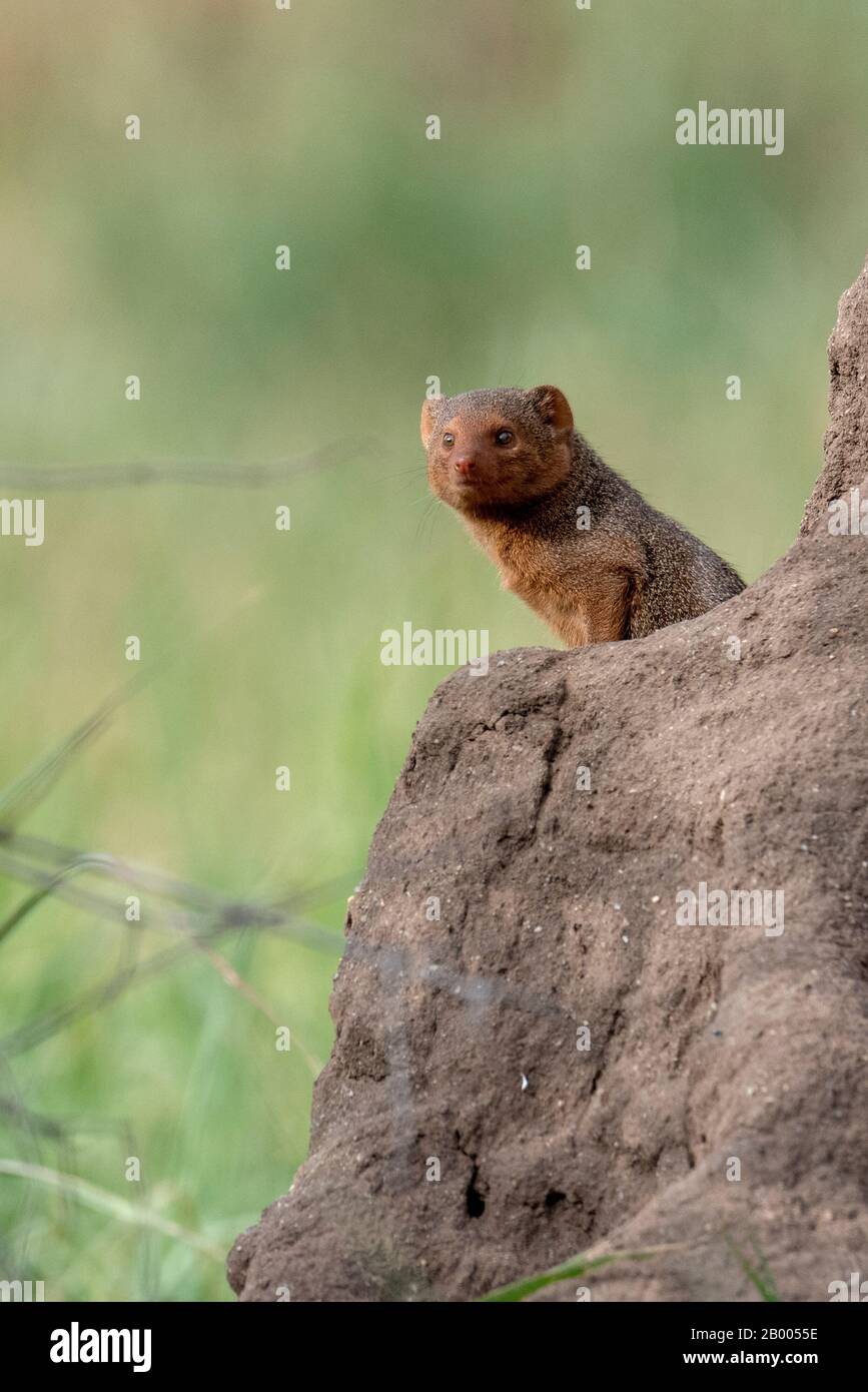 Curious Mongoose looking out from the termite mound. Tarangire National park Stock Photo