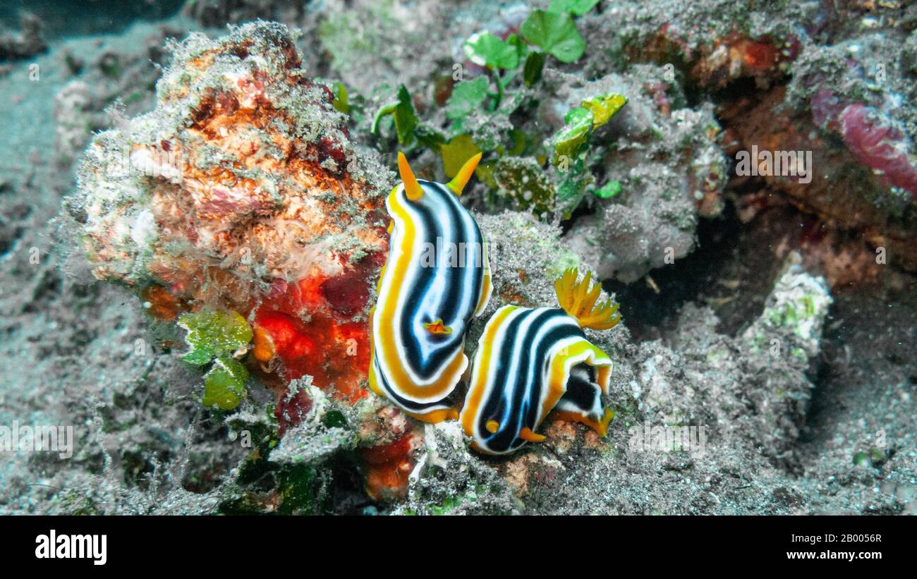 The Magnificent Chromodoris (Chromodoris magnifica) is a tropical species that belongs to the nudibranch family Chromodorididae. Stock Photo