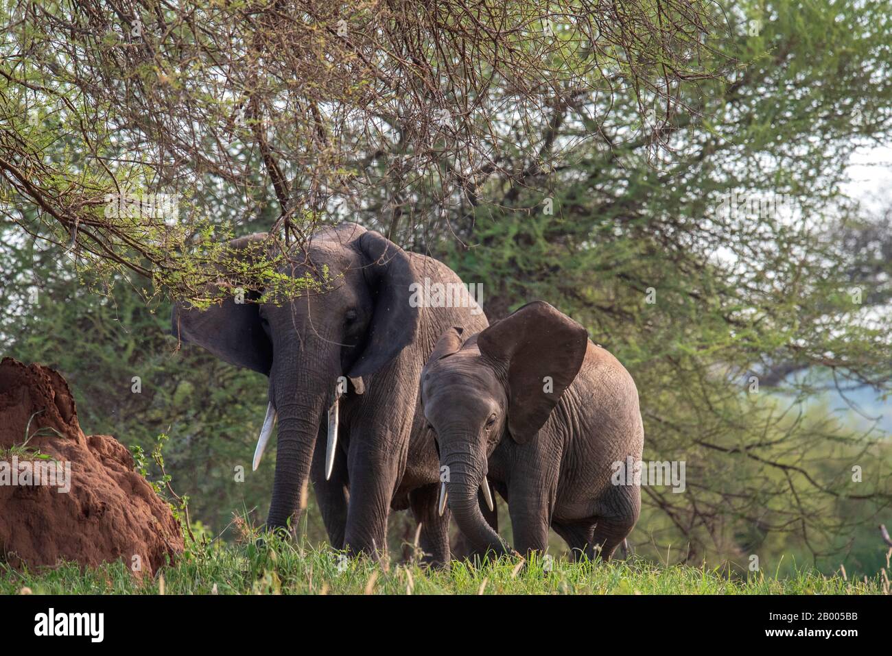 Elephants on the march past a termite mound. In the Tarangire National Park Stock Photo