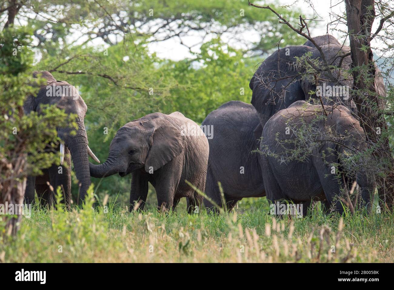 Young Elephant reaching out with their trunk. In the Tarangire National Park Stock Photo