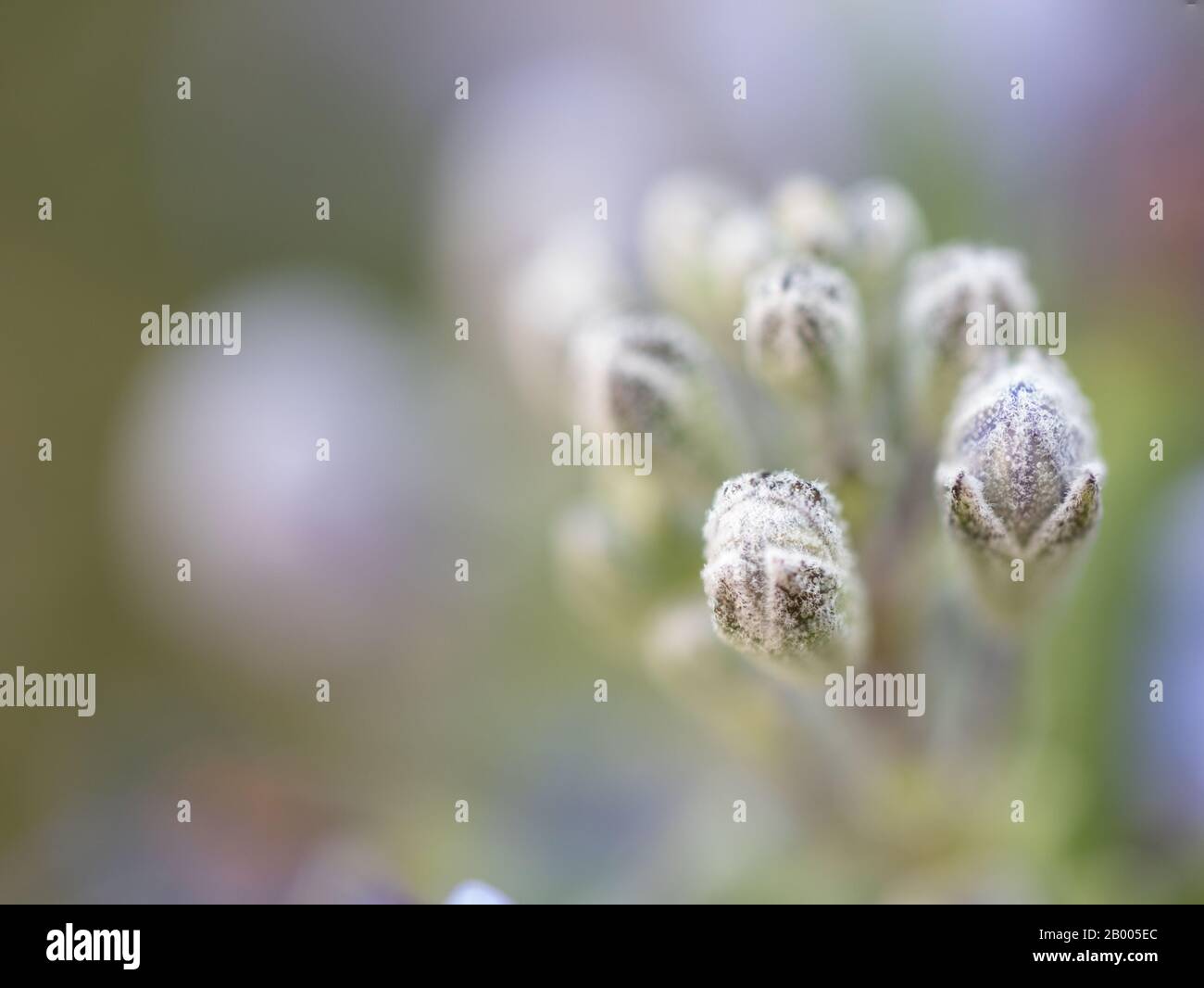 Flowering Rosemary Plant High Resolution Stock Photography and Images