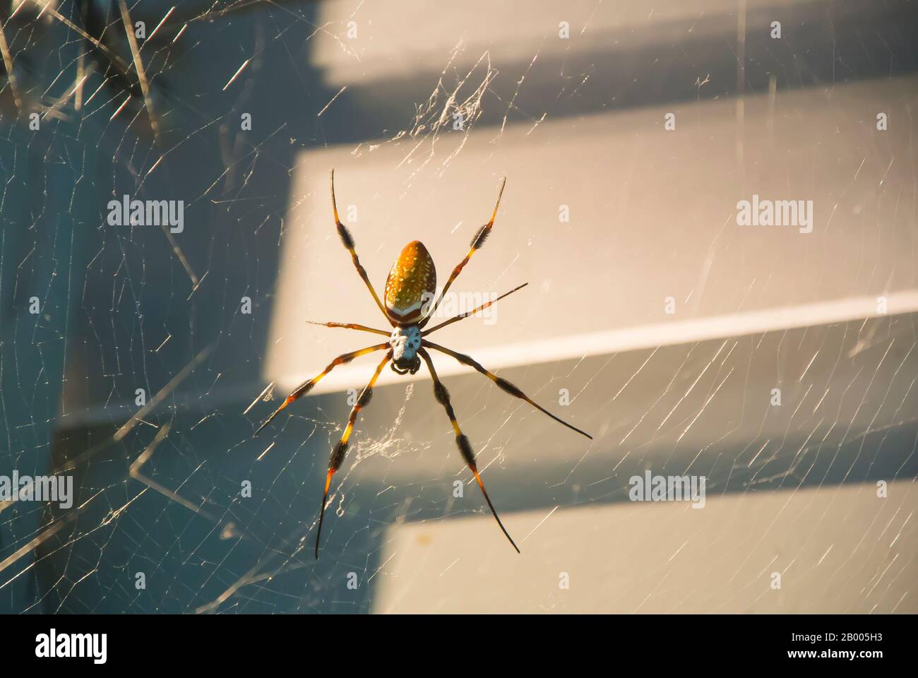 Golden Silk Spider on Web Stock Photo