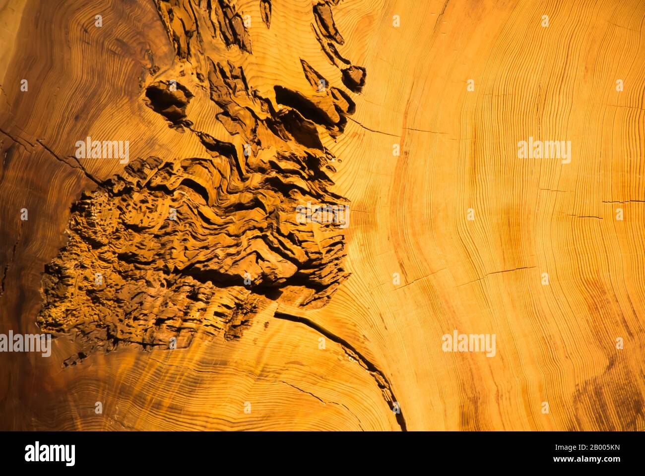 Tree Rings - A Measure of Time Stock Photo