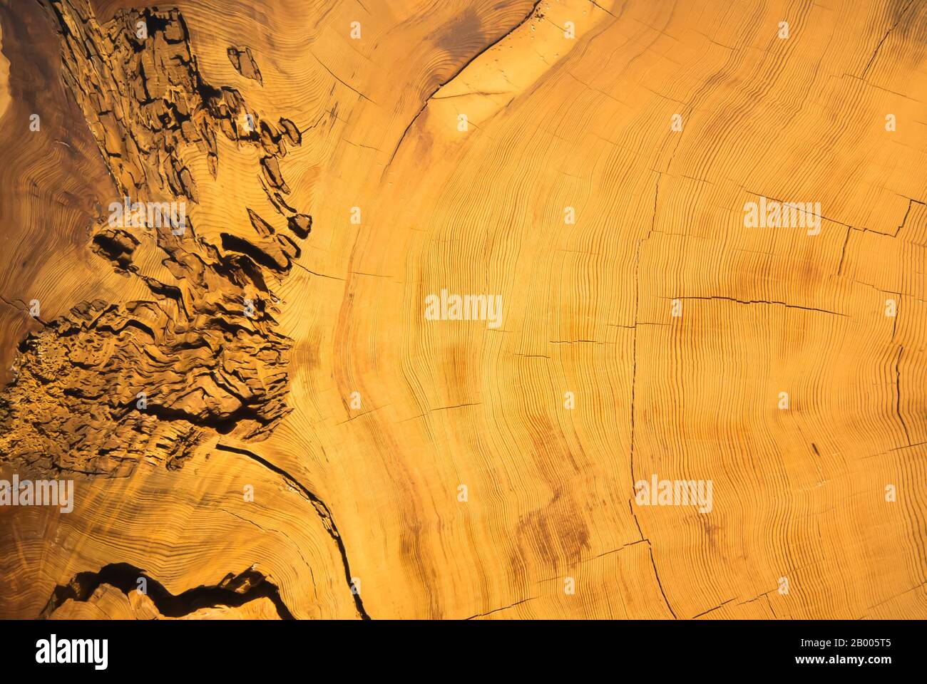 Tree Rings - A Measure of Time Stock Photo