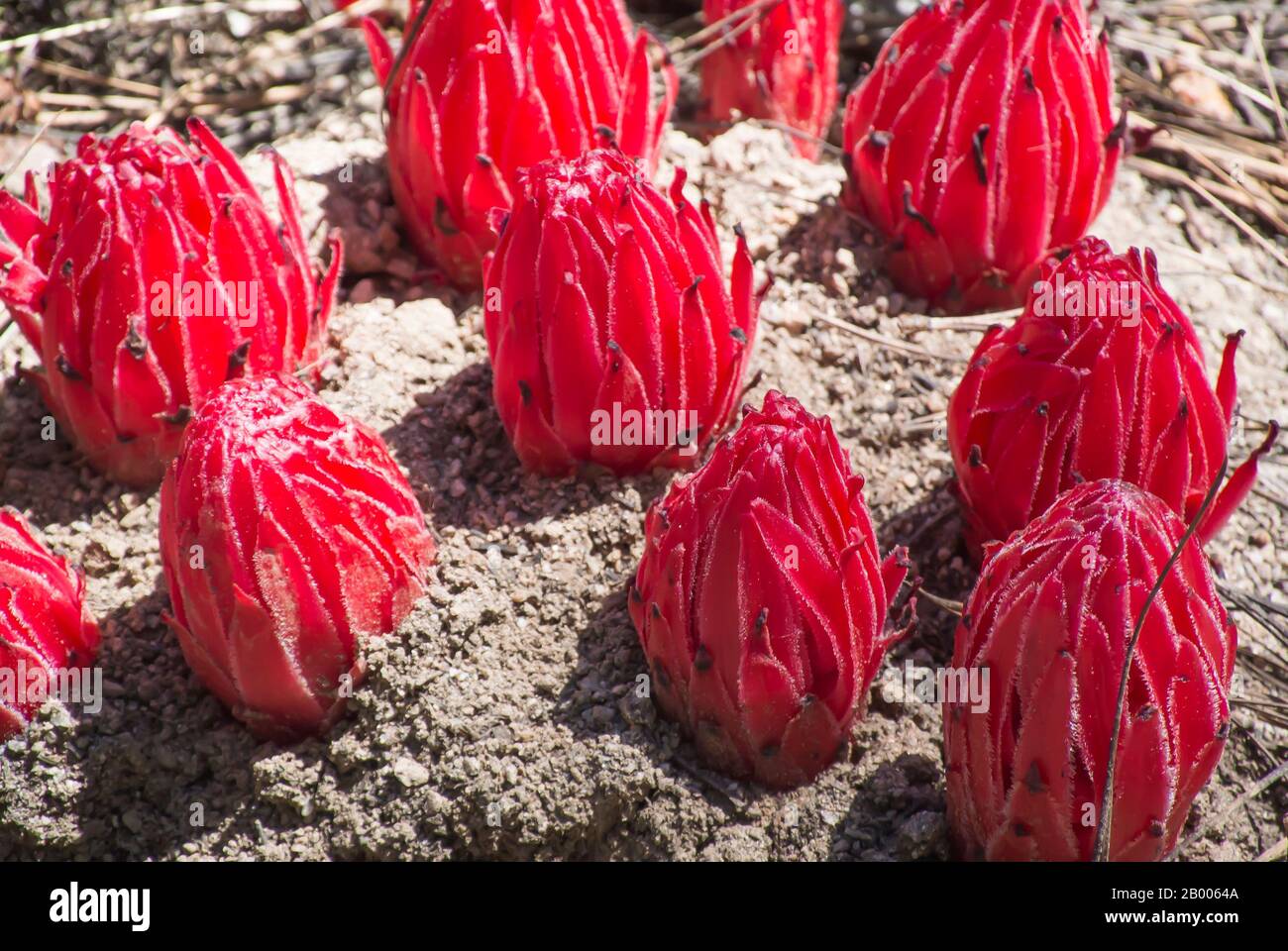 Snow Plants on Forest Ground Stock Photo