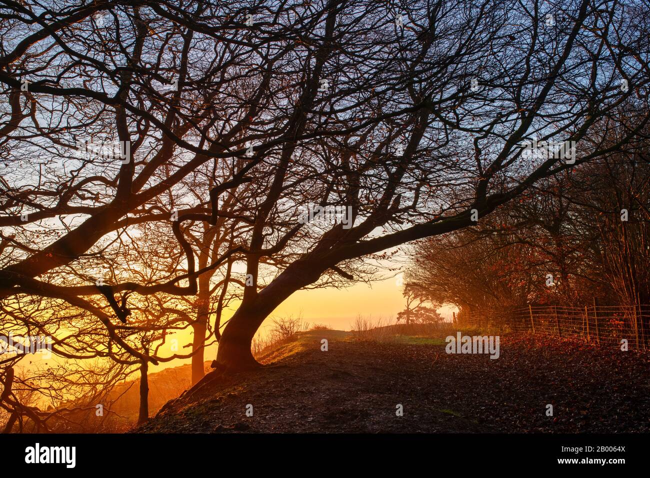 Old windswept beech trees on the top of Martinsell Hill on a foggy winter morning at sunrise. Near Oare, Vale of Pewsey, Wiltshire, England Stock Photo