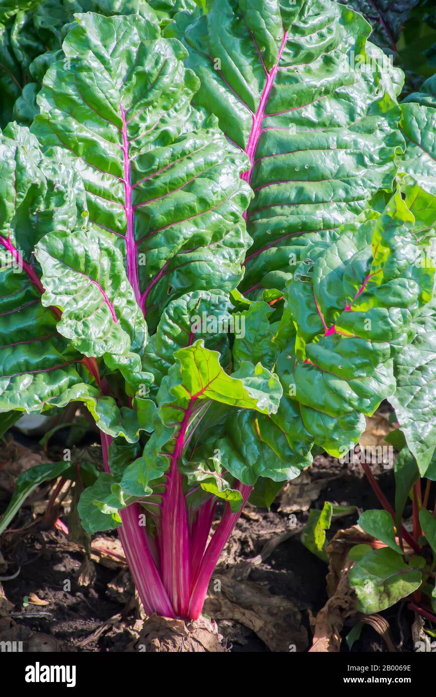Chard Growing in Field Stock Photo