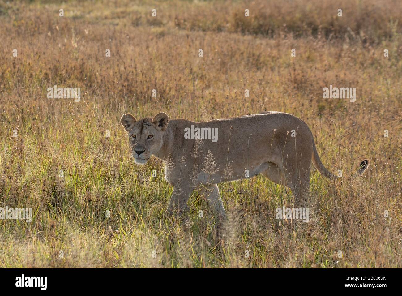 Lioness in the golden light of the Serengeti National park Stock Photo