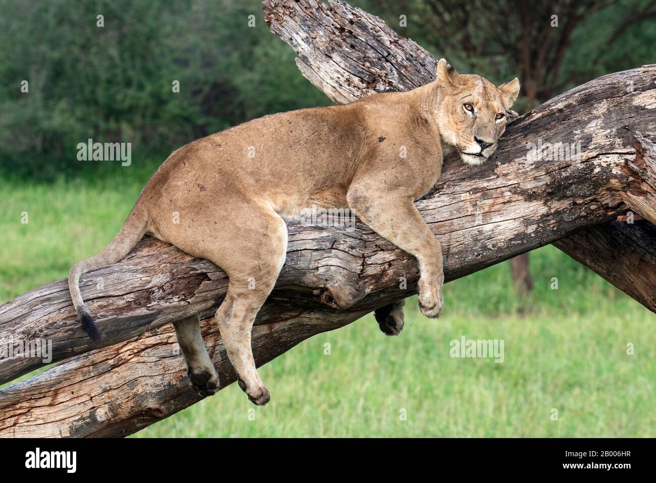 Lazy Lioness straddling this dead tree in the Serengeti Stock Photo