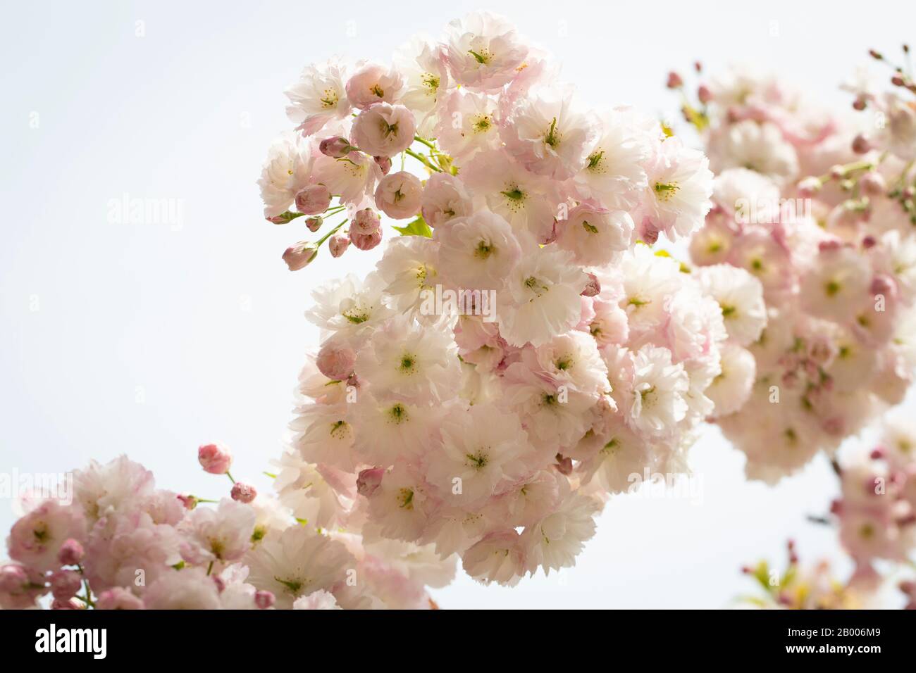 Budding cherry blossoms hi-res stock photography and images - Alamy