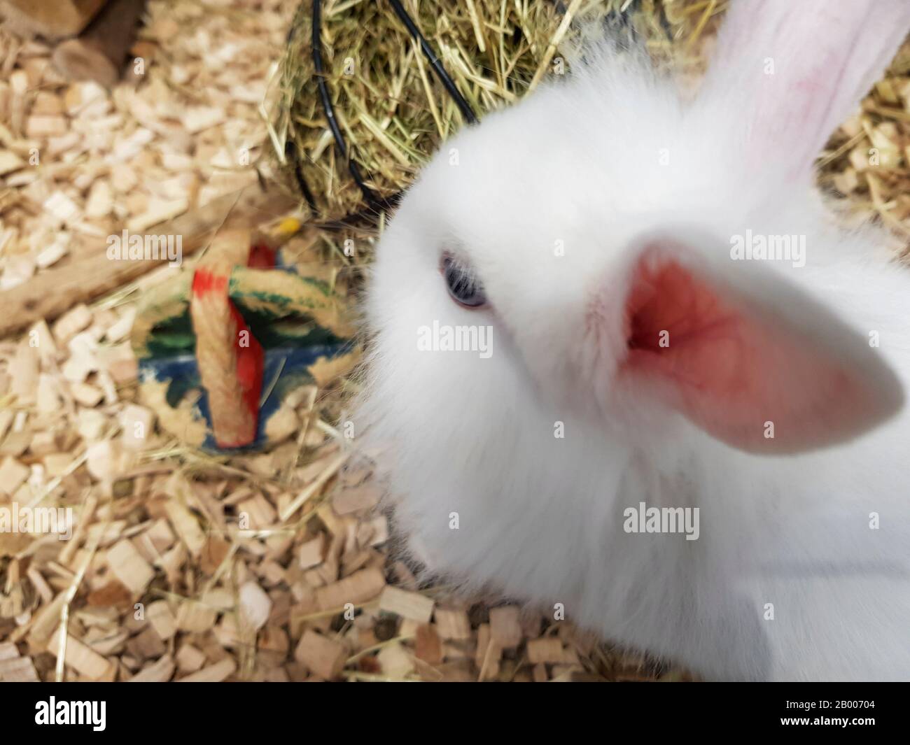 White rabbit indoors, cage. The cage has food and toys for the rabbit