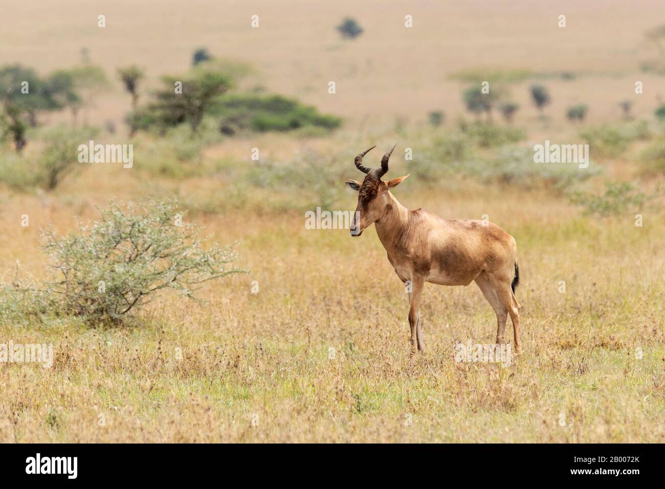 Hartebeest antelope in the Serengeti National Park. Stock Photo