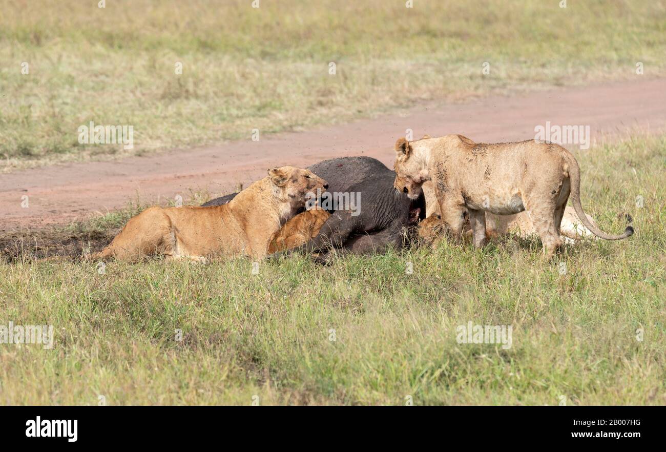 This unfortunate Buffalo is this Lion prides meal Stock Photo