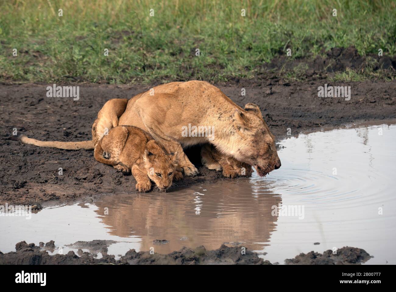 Lions of the Serengeti at the water hole Stock Photo