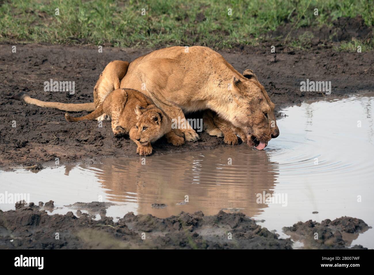 This Lion cub was a bit nervous and stayed close to mother Lion Stock Photo
