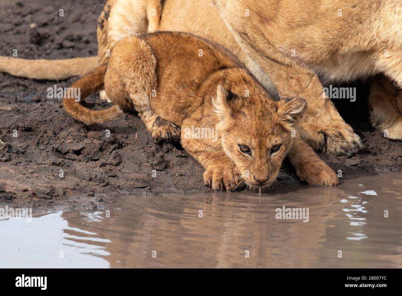 Lion cub drinking at the waterhole Stock Photo