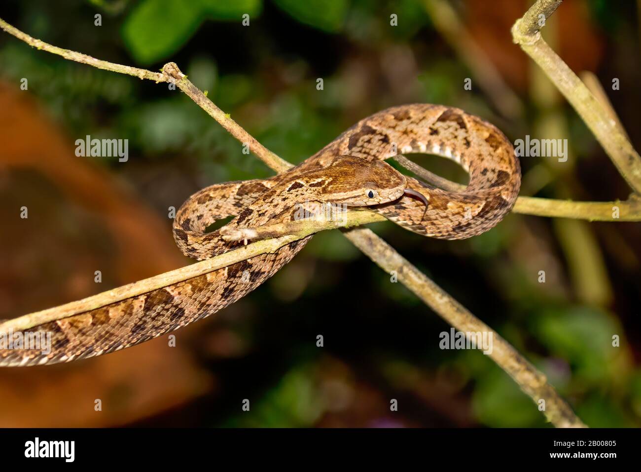 The Fer-de-lance (Bothrops asper) is a highly venomous pit viper. Members of this genus are responsible for more human deaths in the Americas than any Stock Photo