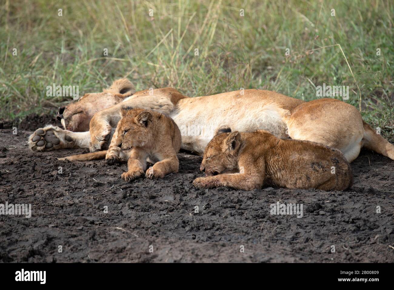 Sleeping Lioness with her two cubs Stock Photo