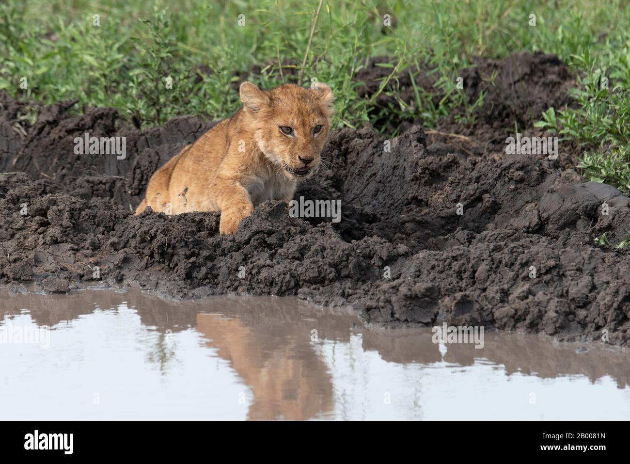 Lions cub walking in the mud Stock Photo