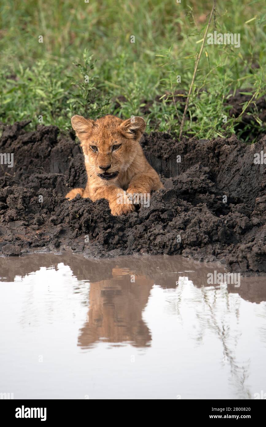 Lion cub reflected in the overnight puddle Stock Photo