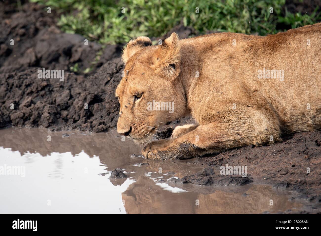 Lions resting in the cool mud in the Serengeti NP Stock Photo