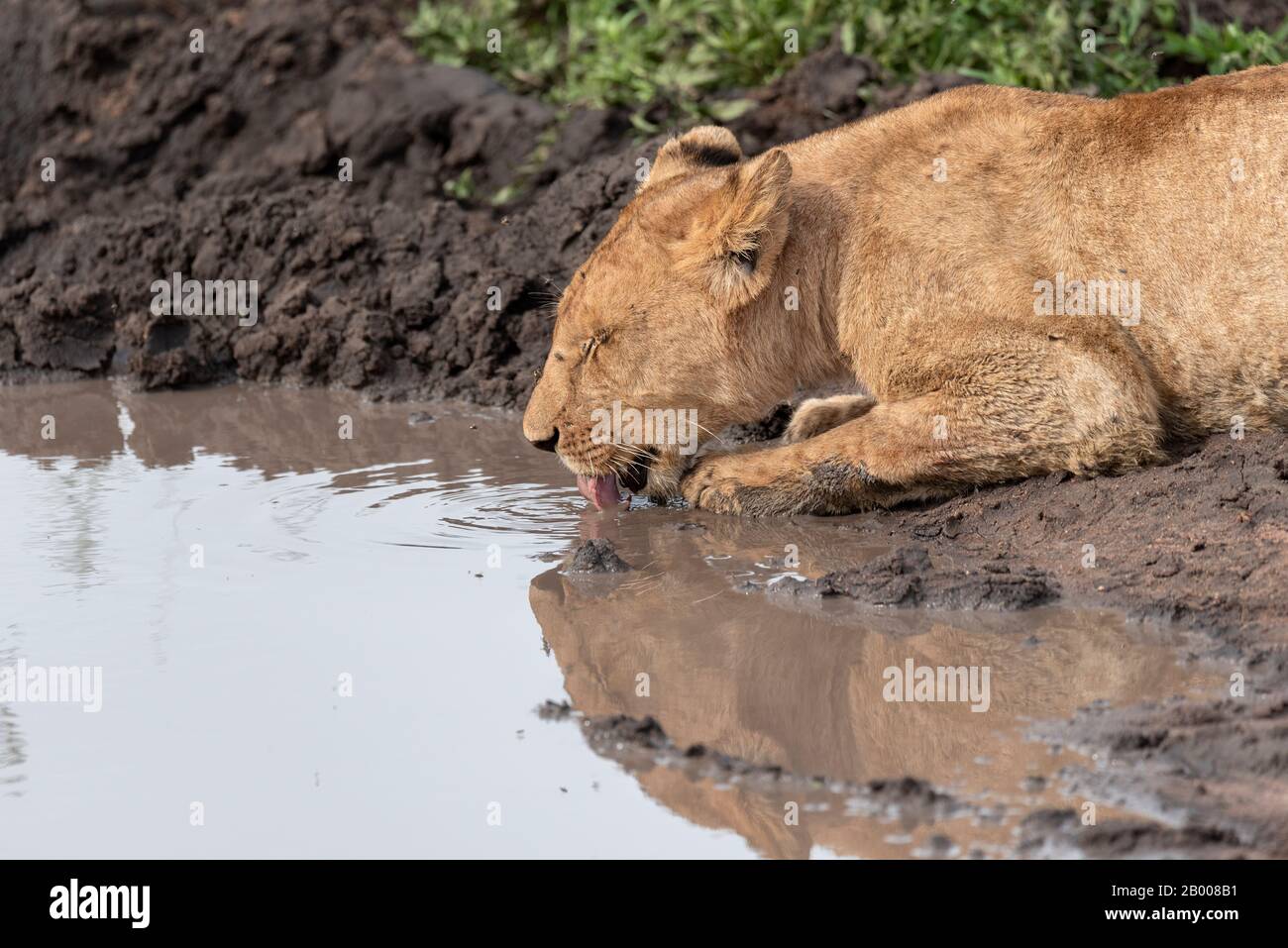 Lioness lapping up a drink in the Serengeti Stock Photo