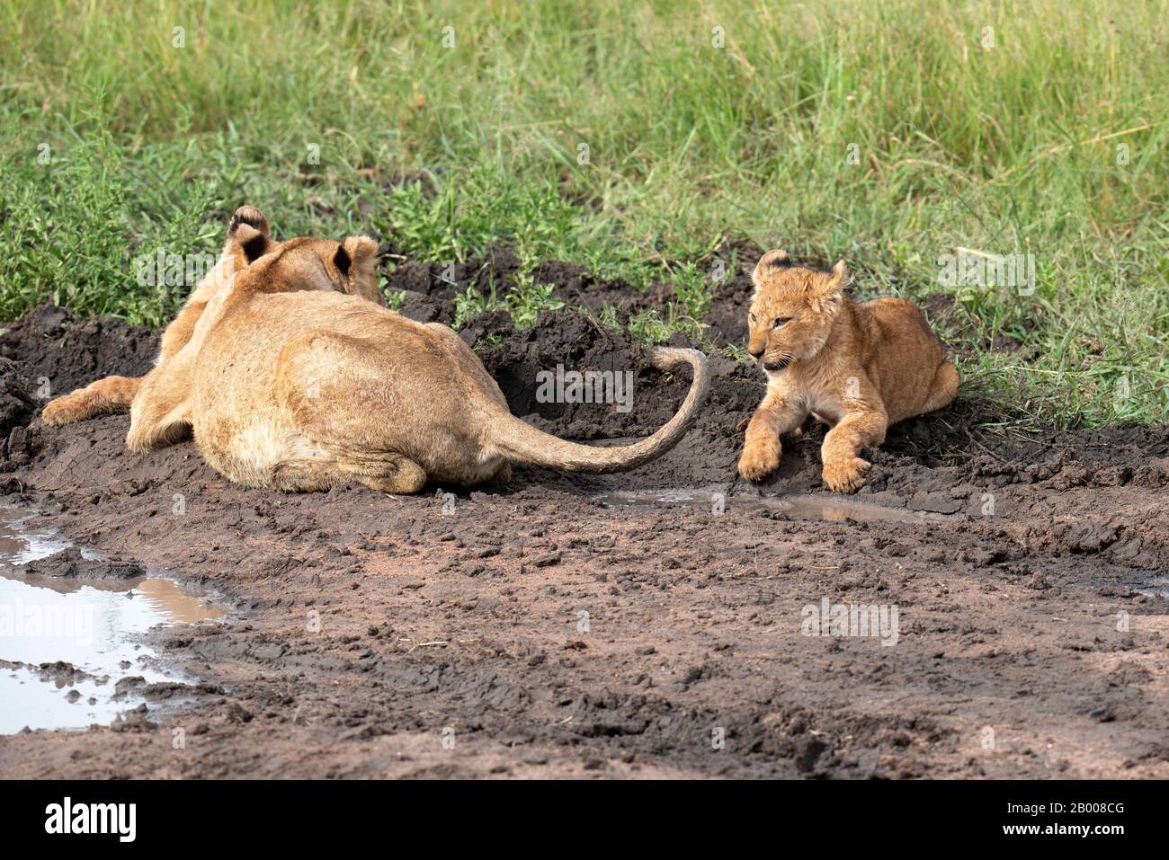 Cheeky Lion cub playing with mum's tail Stock Photo