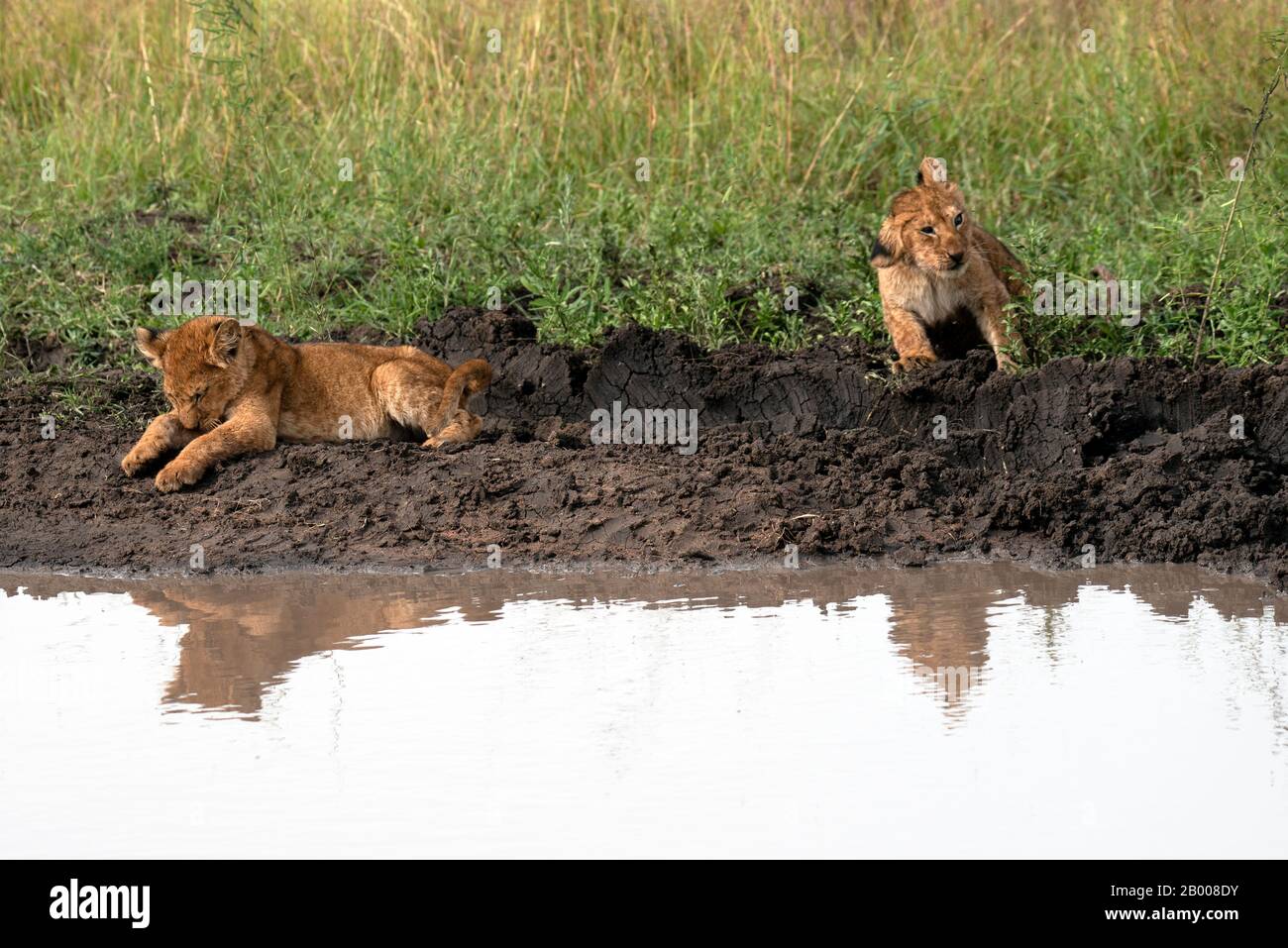 Lion cubs coming down for a wash at the puddle Stock Photo