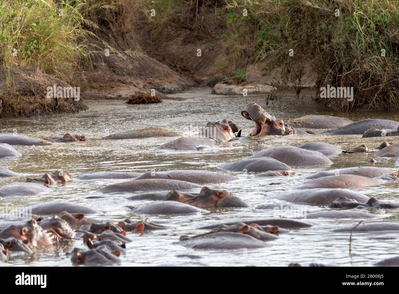 Hippopotamus contest, in the Serengeti National Park Stock Photo