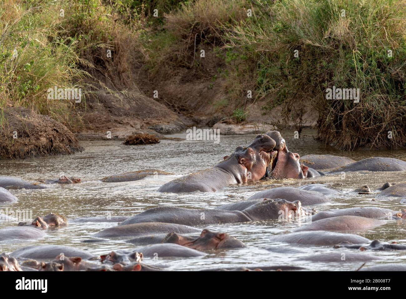 Hippopotamus playing in the Serengeti National Park Stock Photo