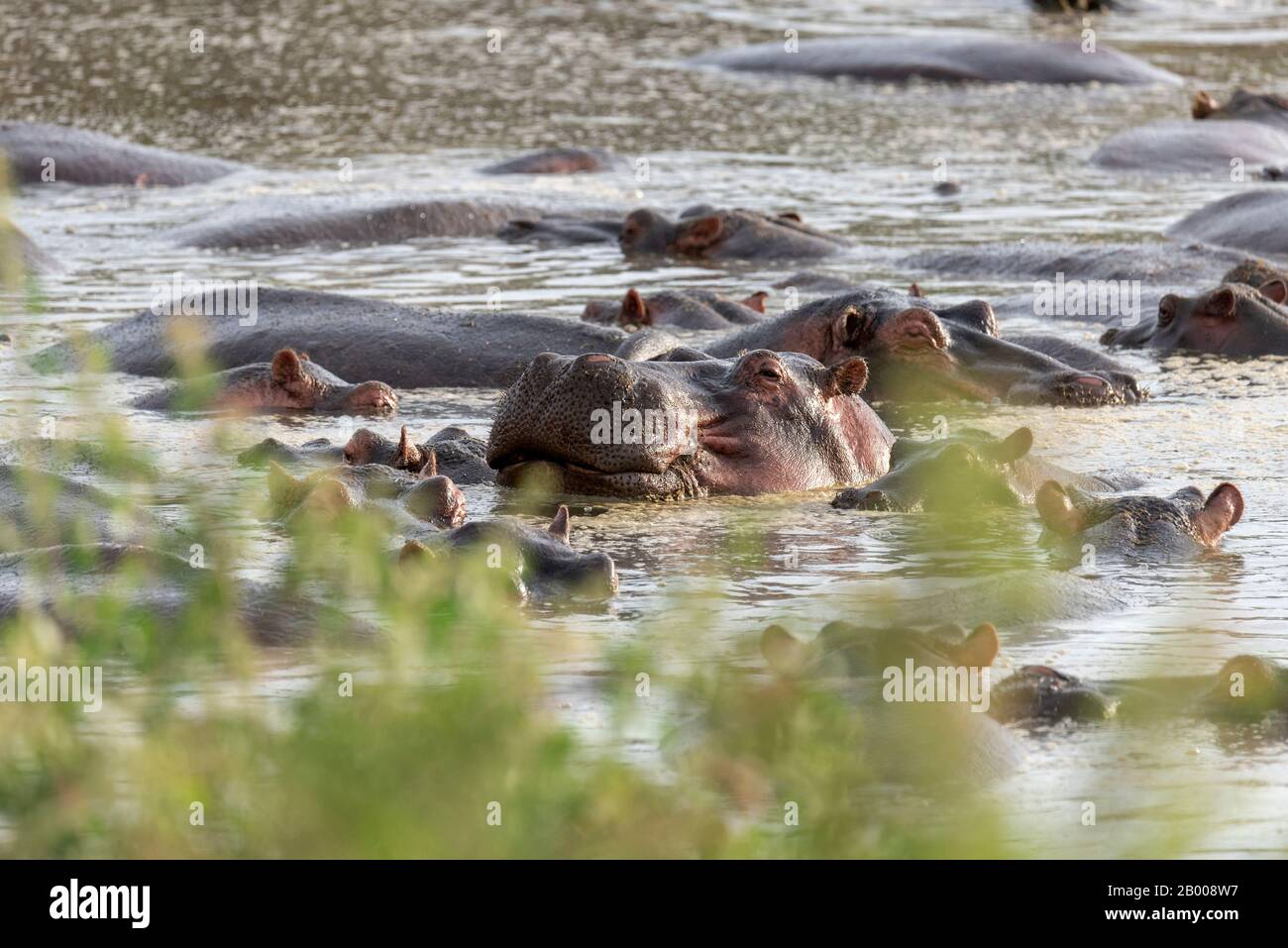 Happy Hippopotamus, in the Serengeti National Park Stock Photo