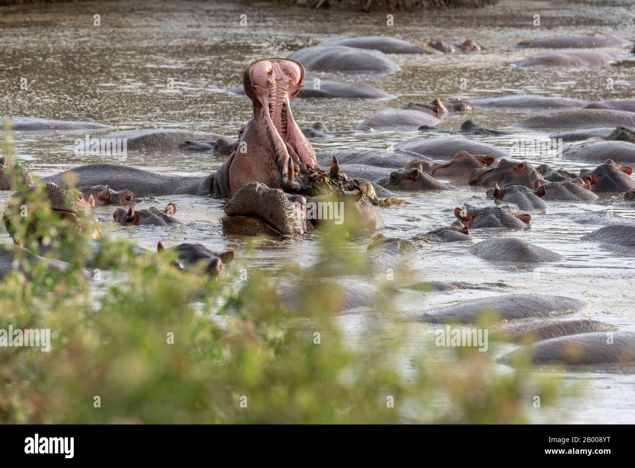 Hippopotamus with mouth wide open, in the Serengeti National Park Stock Photo
