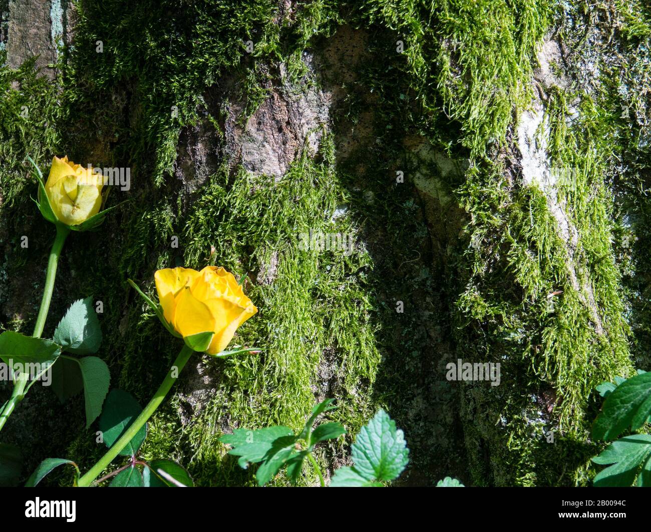Yellow roses lies at the tree trunk in a forest Cemetery, Germany Stock Photo