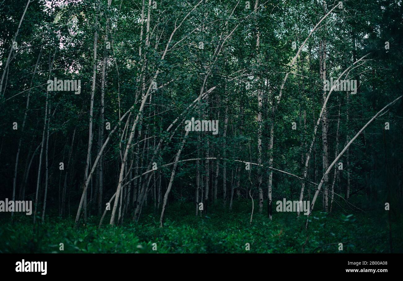 Moody forest hires stock photography and images Alamy