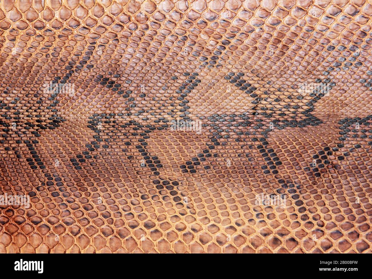 Types Texture Exotic Skin Leather Snake Stock Photo 791937433
