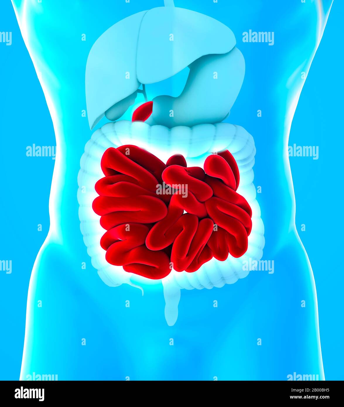 Human body view of lower gastrointestinal tract and small intestine. The small intestine is subdivided into the duodenum, the jejunum and the ileum Stock Photo