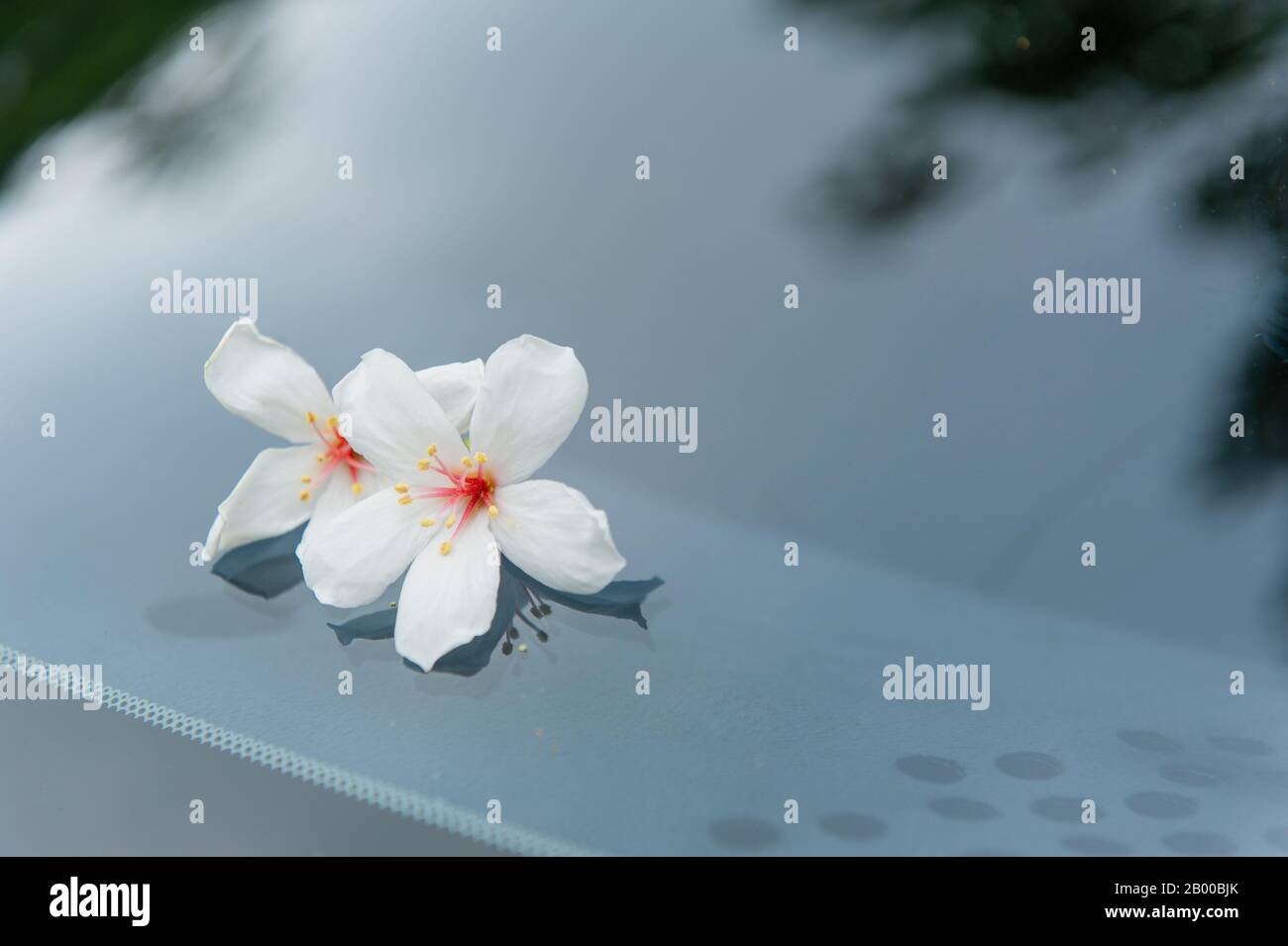 Two beautiful tung flowers fall on the windshield of the car, tung