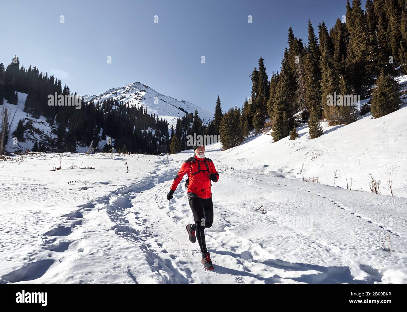 Old man with grey beard and red jacket is running near on the trail at mountains in winter time at sunny day. Skyrunning and trailrunning outdoor acti Stock Photo