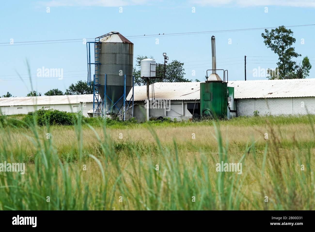 Chicken farm africa hires stock photography and images Alamy