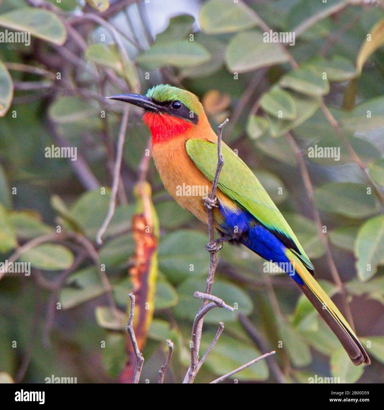 uddannelse Uheldig Frugtgrøntsager Red-throated Bee-eater (Merops bulocki), perched on a bush, Gambia Stock  Photo - Alamy