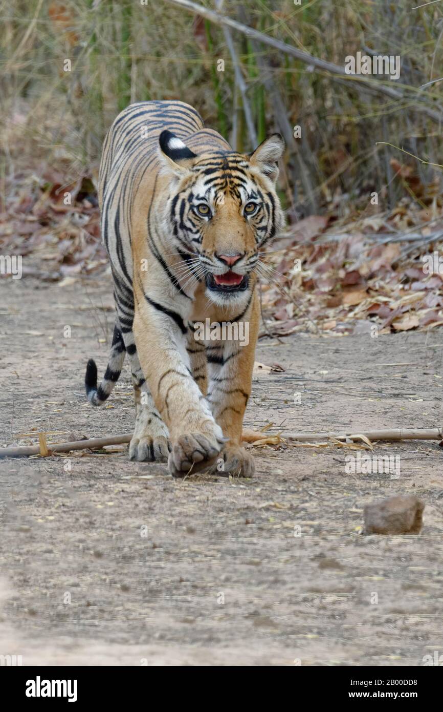 Bengal tiger (Panthera tigris tigris), young animal walking on a forest path, Bandhavgarh National Park, Madhya Pradesh, India Stock Photo