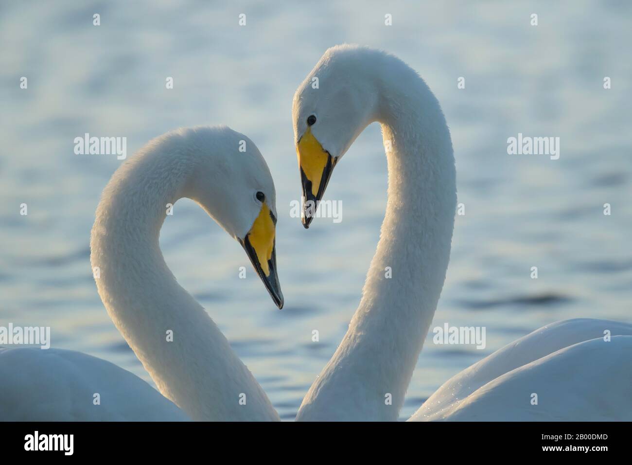 Whooper swans (Cygnus cygnus), two adult birds performing their love display, Cambridgeshire, England, United Kingdom Stock Photo